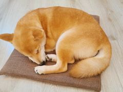 -浣熊柯尔鸭土拨鼠·电玩咖