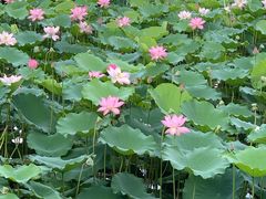 -荔湾湖公园