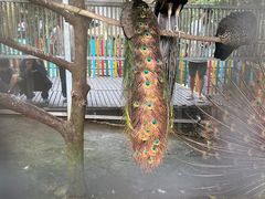 -呀诺达热带雨林