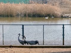 -盐城丹顶鹤湿地生态旅游区