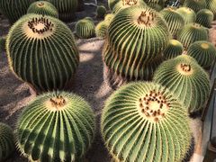 -北京植物园-展览温室