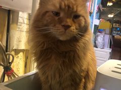 -猫小院猫主题咖啡厅(北锣店)