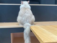 -瞄一喵猫咖(格力海岸店)