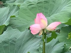 -蜀宴新村·柴火鸡(柏水店)