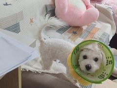 -联合动物医院(光谷诊疗中心)