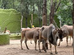 -北京野生动物园