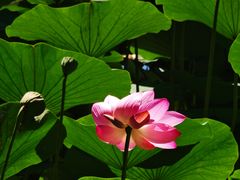 -白渔泡湿地公园