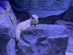 -上海海昌海洋公园