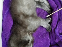 -纳吉亚猫专科动物诊疗中心(蒋宅口分院)