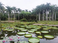 -中国科学院西双版纳热带植物园