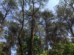 -铁山坪森林公园