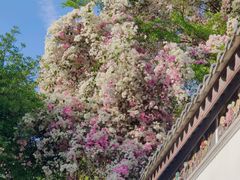 -深圳国际园林花卉博览园