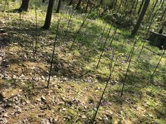 -合肥滨湖国家森林公园