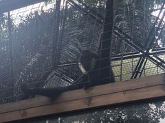 -海南热带野生动植物园