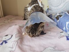 -纳吉亚猫专科动物医院博雅分院