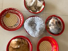 -平行世界·猫咖(首经贸店)
