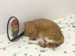 -灵美宠物诊所