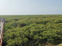 -北海金海湾红树林生态旅游区