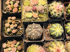 -双季花艺园艺市场(浦东店)