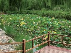 -燕郊植物园