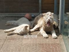 -西霞口神雕山野生动物世界