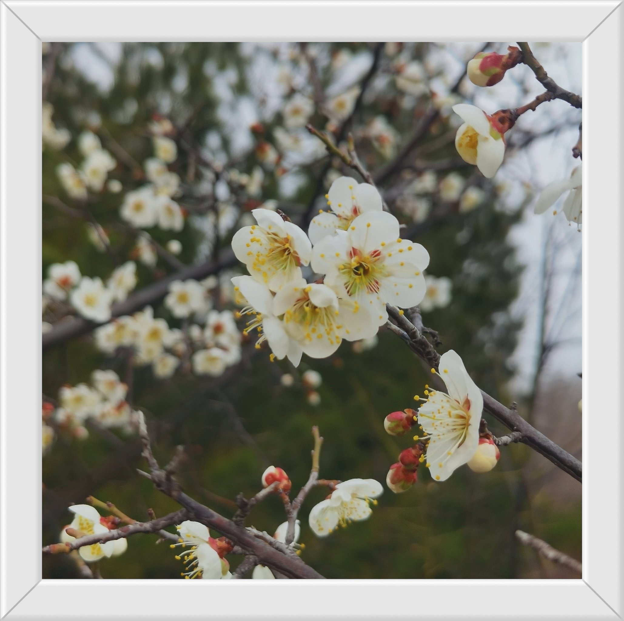 花山公园梅花谷图片