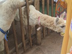 -杭州开元森泊度假乐园