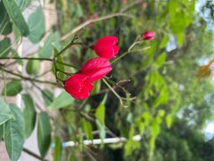 -火炉山森林公园