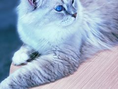 -瞄一喵猫咖(格力海岸店)