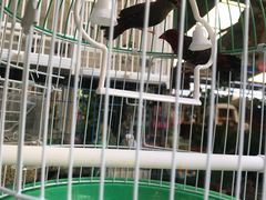 -曲阳花鸟市场(曲阳路店)