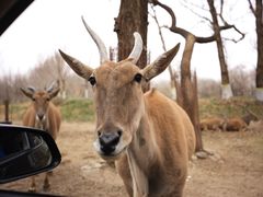 -北京野生动物园