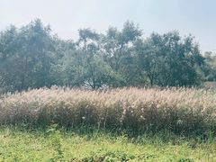 -华侨城湿地公园