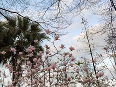 -东莞植物园