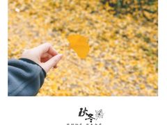 -南雄冯屋银杏山庄