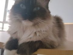 -鼓捣猫呢主题猫咖店