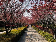 -高东镇樱花园