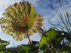 -艾溪湖湿地公园