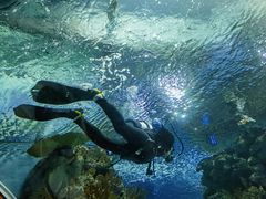 -上海海洋水族馆