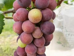 -美家乐农庄·露营·团建(大治路店)