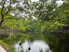 -番禺大夫山森林公园