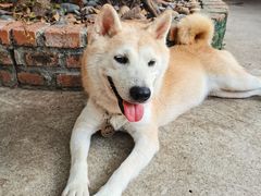 -柴犬高等学院·狗咖·柴犬售卖·宠物训练