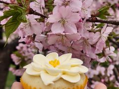 -派悦坊·甜品·蛋糕(虹口龙之梦店)