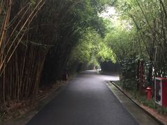 -成都大熊猫繁育研究基地