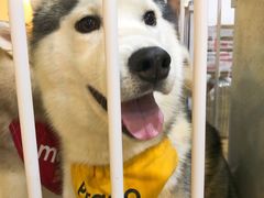 -Husky Go! 哈士奇体验馆·宠物咖啡厅狗咖