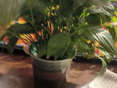 -滇铺子·云南特色菜·第九届野生菌美食节(东风东路c86店)
