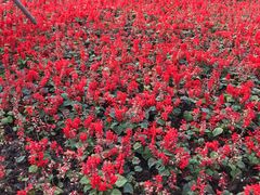 -上海市龙华烈士陵园