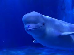 -多彩贵州城极地海洋世界