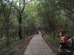 -紫金山山顶公园