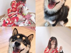 -南京Hallo宠物乐园·哈罗犬舍·柴犬繁育基地