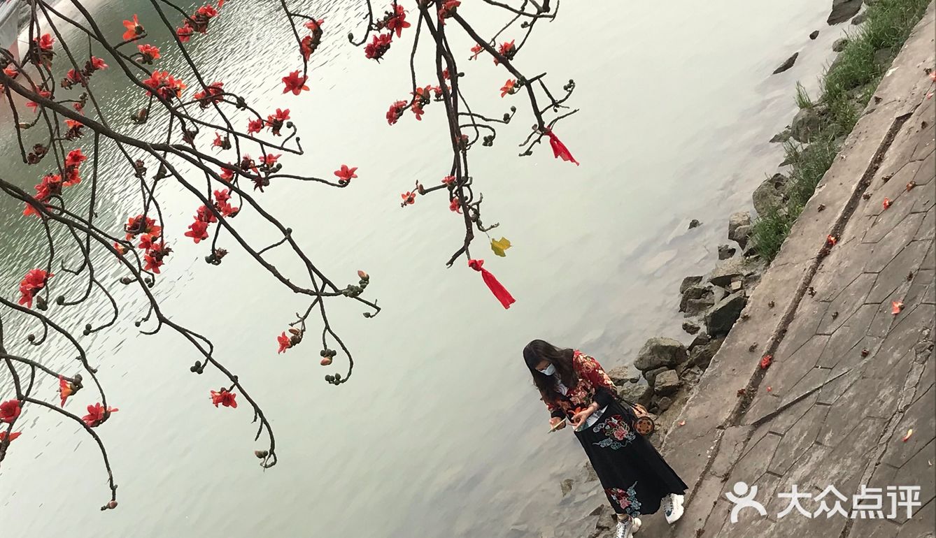 木棉花开 飞絮濛濛